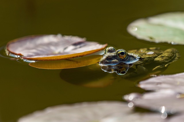 Teichpumpe Naturteich