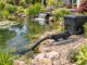 UVC-Klärer zwischen Teichpumpe und Filter an einem Gartenteich